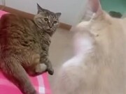 When Cat's Wife Is Not In The Mood