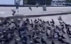 The Real Birdman - Animals - VIDEOTIME.COM