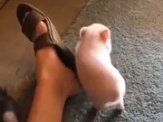 Little Piggy Itching