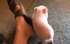 Little Piggy Itching