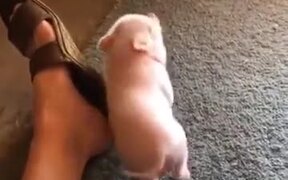Little Piggy Itching - Animals - VIDEOTIME.COM