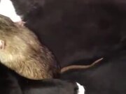 Cat Cleaning A Rat By Licking