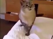 How A Cat Sneezes