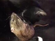 Cat Cleaning A Rat By Licking