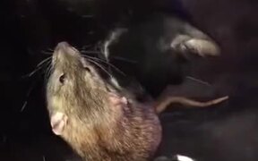 Cat Cleaning A Rat By Licking - Animals - VIDEOTIME.COM