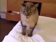 How A Cat Sneezes