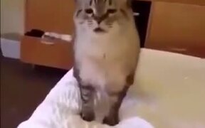 How A Cat Sneezes - Animals - VIDEOTIME.COM