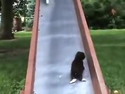 Mother Cat Trying To Control Kittens On A Slide