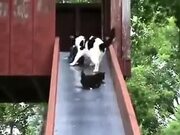 Mother Cat Trying To Control Kittens On A Slide