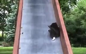 Mother Cat Trying To Control Kittens On A Slide - Animals - VIDEOTIME.COM