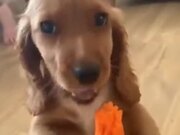 Puppy Eating A Carrot