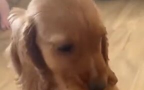 Puppy Eating A Carrot - Animals - VIDEOTIME.COM