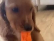 Puppy Eating A Carrot