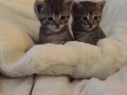 Kitten Scared By Finger
