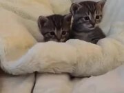 Kitten Scared By Finger