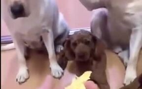 Pet Dogs Blaming Each Other For The Mess - Animals - VIDEOTIME.COM