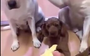 Pet Dogs Blaming Each Other For The Mess
