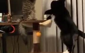 Two Kitties Gently Playing - Animals - VIDEOTIME.COM