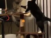 Two Kitties Gently Playing