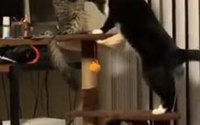 Two Kitties Gently Playing - Animals - VIDEOTIME.COM