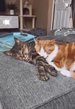 A Lovely Cat Couple Taking Nap Together