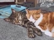 A Lovely Cat Couple Taking Nap Together