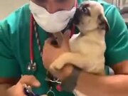 Pug Puppy Getting Nail Trimmed At The Vet