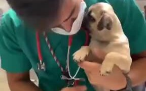 Pug Puppy Getting Nail Trimmed At The Vet - Animals - VIDEOTIME.COM