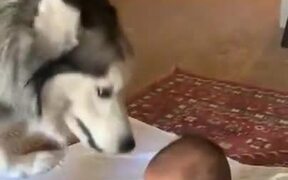 Siberian Husky's Love For Kids