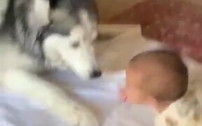 Siberian Husky's Love For Kids - Animals - VIDEOTIME.COM