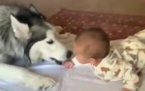 Siberian Husky's Love For Kids
