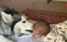 Siberian Husky's Love For Kids - Animals - VIDEOTIME.COM