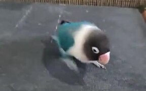 A Tap-Dancing Parakeet - Animals - VIDEOTIME.COM