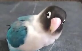A Tap-Dancing Parakeet - Animals - VIDEOTIME.COM