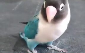 A Tap-Dancing Parakeet