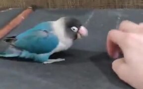 A Tap-Dancing Parakeet
