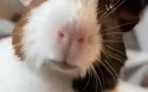 Did You Know Guinea Pigs Can Whistle! - Animals - VIDEOTIME.COM
