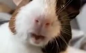 Did You Know Guinea Pigs Can Whistle! - Animals - VIDEOTIME.COM