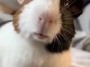 Did You Know Guinea Pigs Can Whistle!
