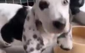 A Dog With Enormous Ears - Animals - VIDEOTIME.COM