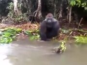 Just A Naughty Gorilla