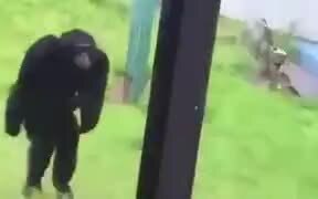Human And Chimp Dancing Together - Animals - VIDEOTIME.COM