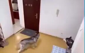 Dogs Slamming The Door On The Delivery Man - Animals - VIDEOTIME.COM