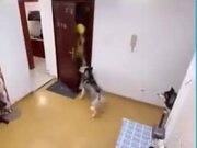 Dogs Slamming The Door On The Delivery Man