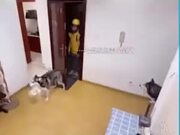 Dogs Slamming The Door On The Delivery Man