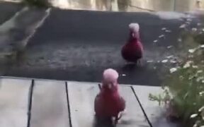 Birds Enjoying Their Own Ramp Walk - Animals - VIDEOTIME.COM