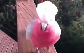 Birds Enjoying Their Own Ramp Walk - Animals - VIDEOTIME.COM
