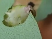A Cute Hungry Caterpillar