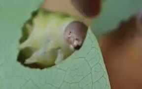 A Cute Hungry Caterpillar - Animals - VIDEOTIME.COM