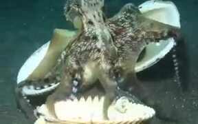 Clever Octopus Uses Shells To Defend - Animals - VIDEOTIME.COM